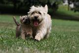 CAIRN TERRIER 410